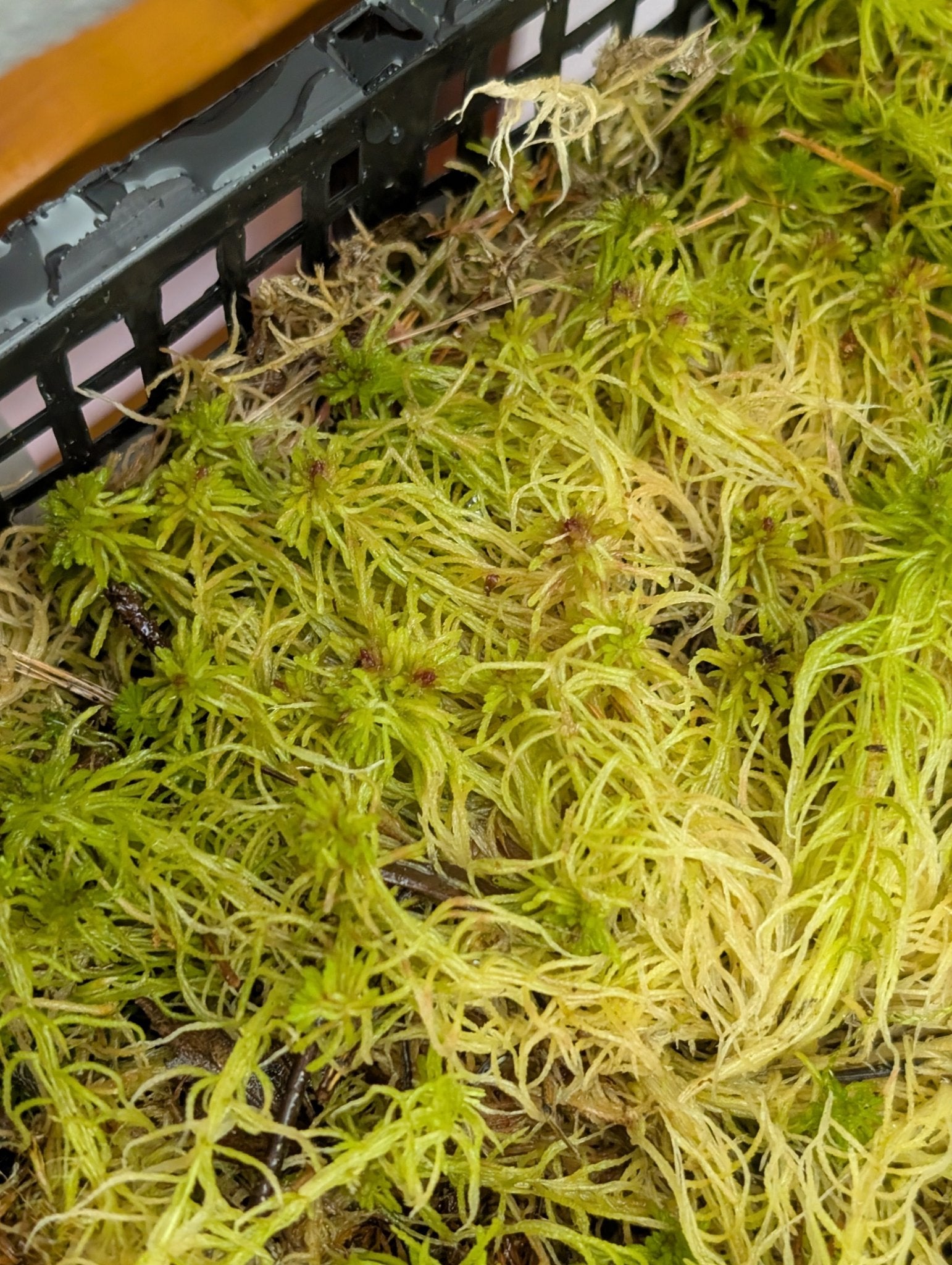 Planta carnívora - Musgo Sphagnum vivo, fibras largas. - Carniterrace - Comprar en tienda online