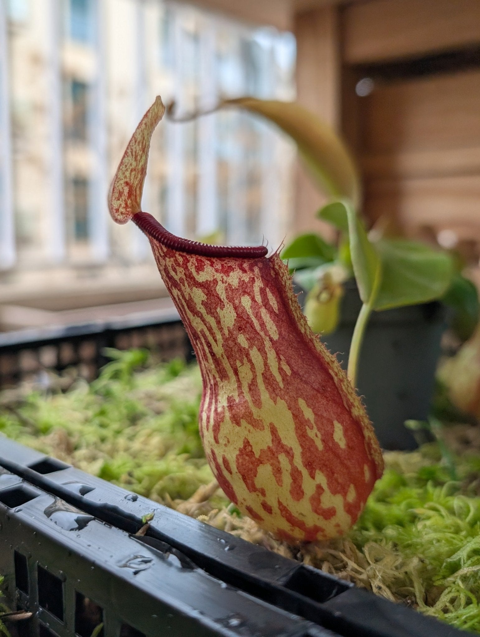Planta carnívora - Nepenthes Gaya - Carniterrace - Comprar en tienda online
