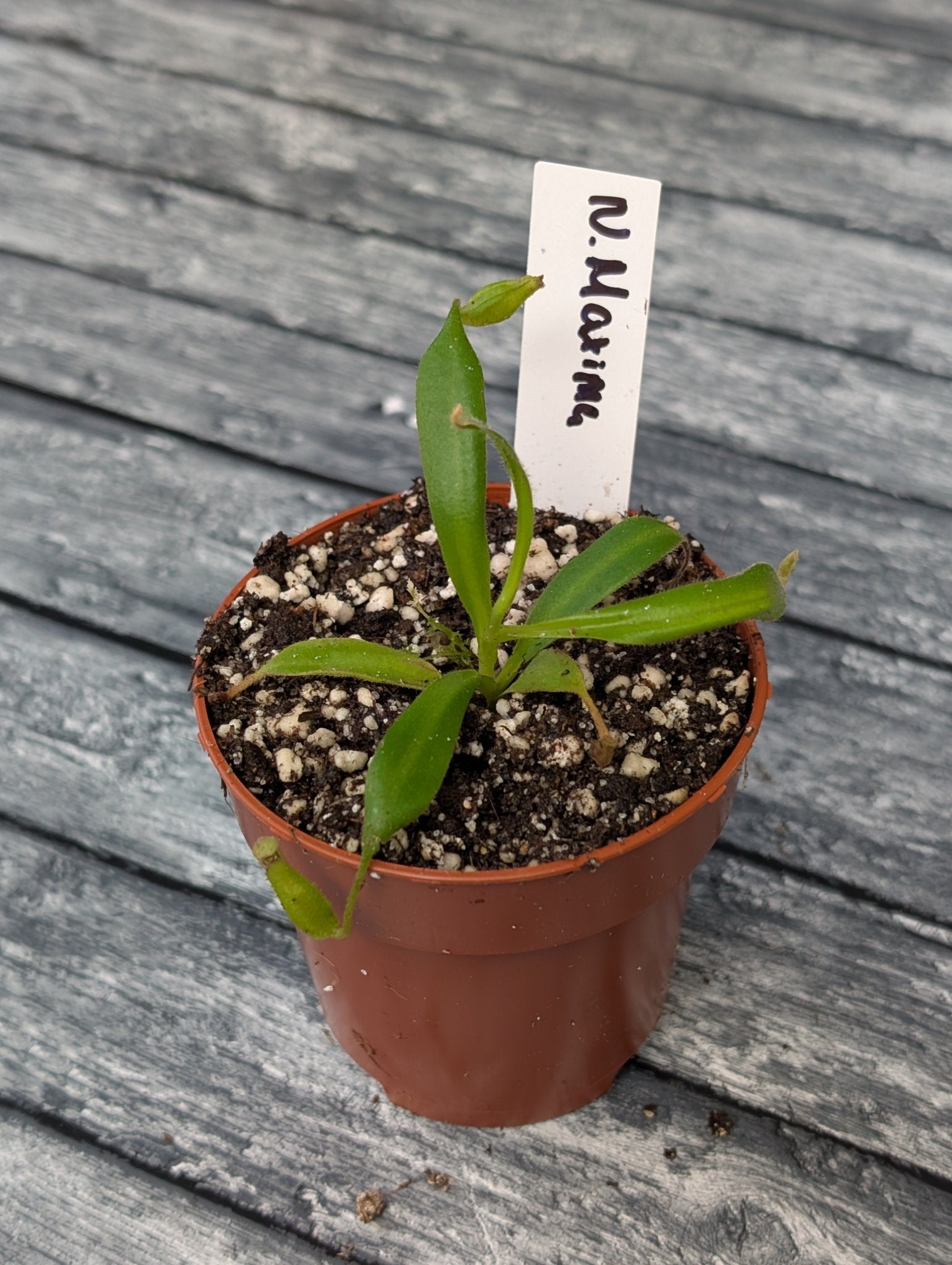 Planta carnívora - Nepenthes Maxima - Carniterrace - Comprar en tienda online
