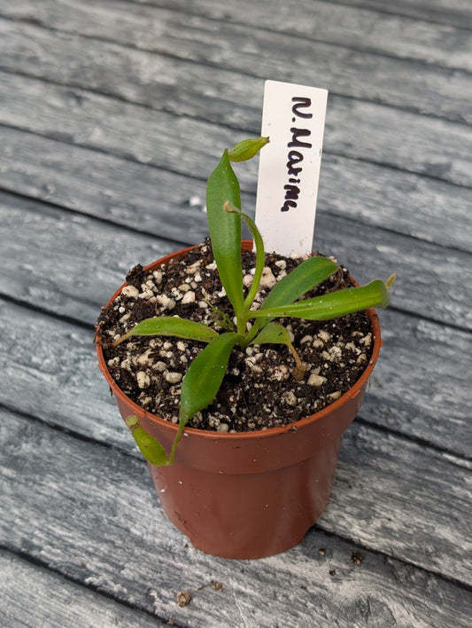 Planta carnívora - Nepenthes Maxima - Carniterrace - Comprar en tienda online