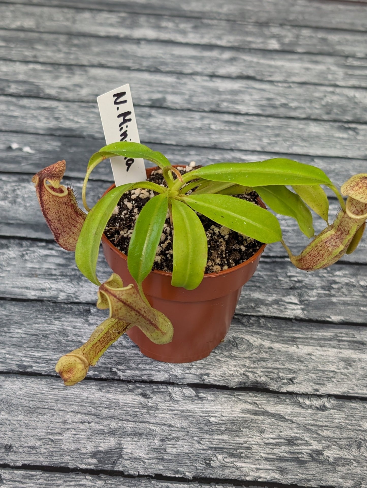 Planta carnívora - Nepenthes Minima - Carniterrace - Comprar en tienda online