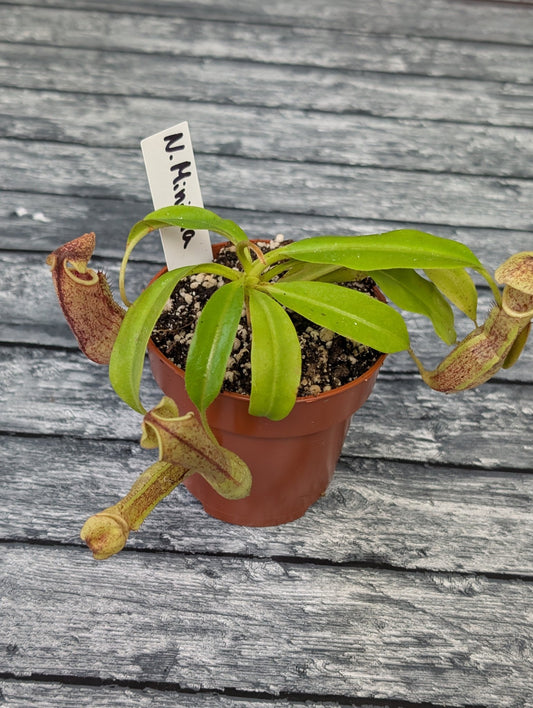 Planta carnívora - Nepenthes Minima - Carniterrace - Comprar en tienda online