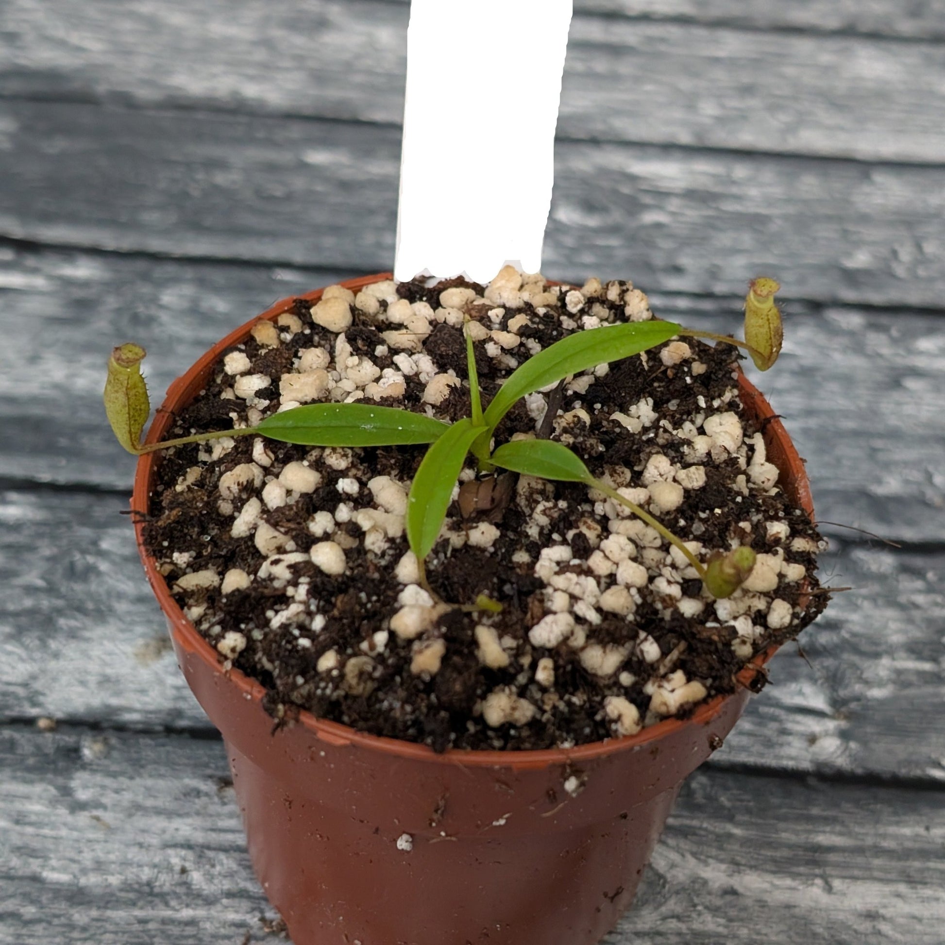 Planta carnívora - Nepenthes Sericea - Carniterrace - Comprar en tienda online