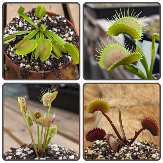 Planta carnívora - Pack cultivares Dionaea 2 - Carniterrace - Comprar en tienda online