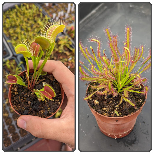 Planta carnívora - Pack Iniciación 1 - Carniterrace - Comprar en tienda online