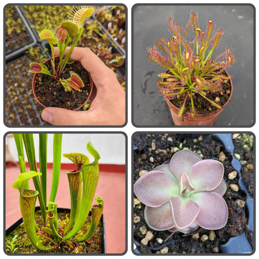Planta carnívora - Pack Iniciación 4 - Carniterrace - Comprar en tienda online