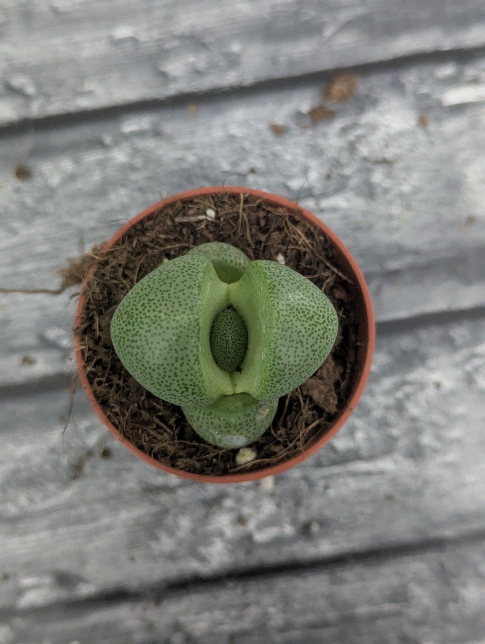 Planta carnívora - Pleiospilos nelii - Carniterrace - Comprar en tienda online