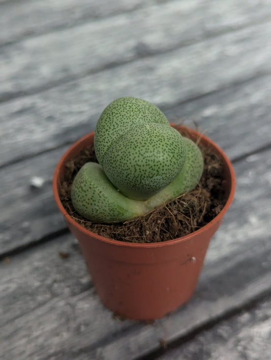 Planta carnívora - Pleiospilos nelii - Carniterrace - Comprar en tienda online