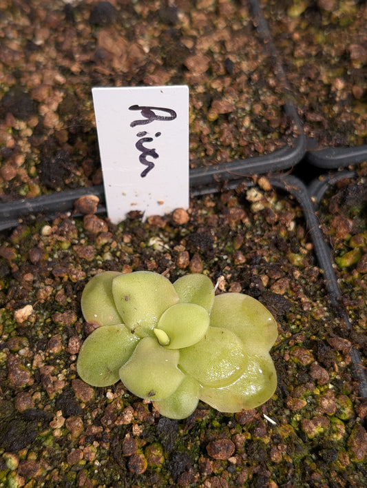 Pinguicula Riva