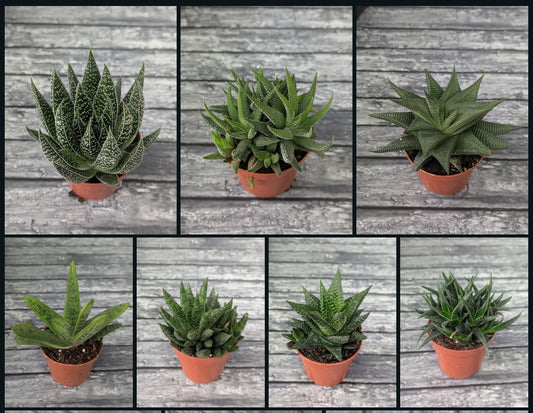 Haworthia y aloe mix 8,5