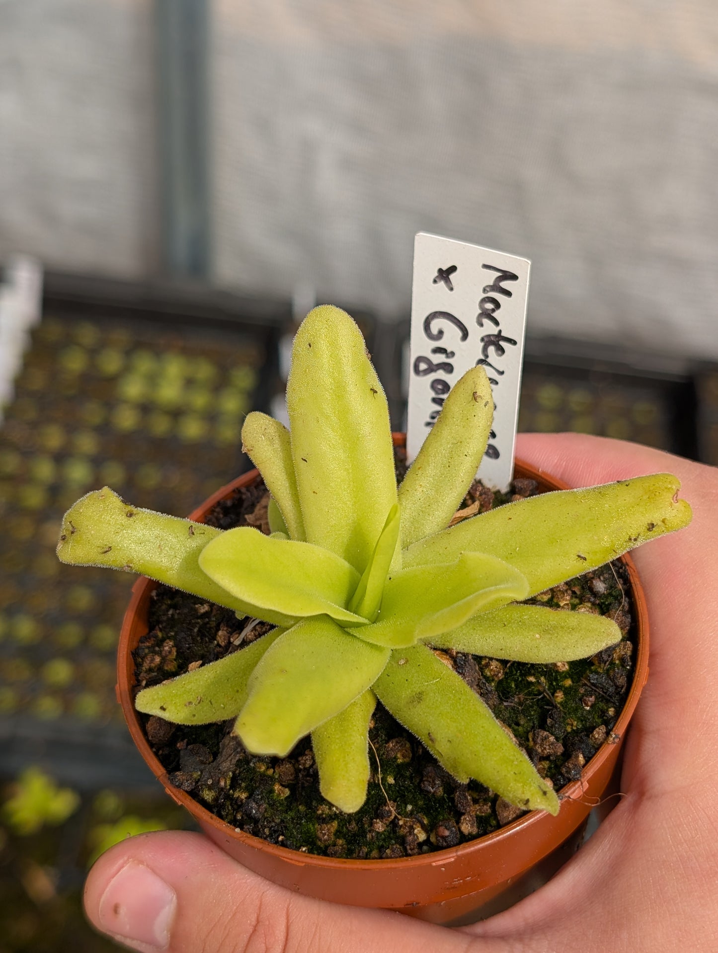 Pinguicula Moctezumae x gigantea