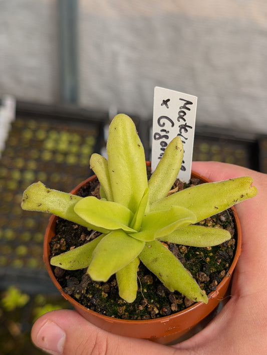 Pinguicula Moctezumae x gigantea
