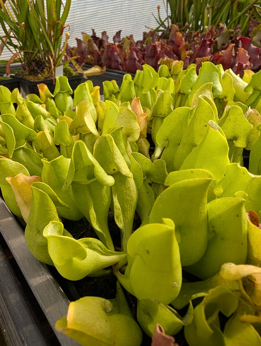 Sarracenia Purpurea var. Heterophylla (Patrick De Wolf)