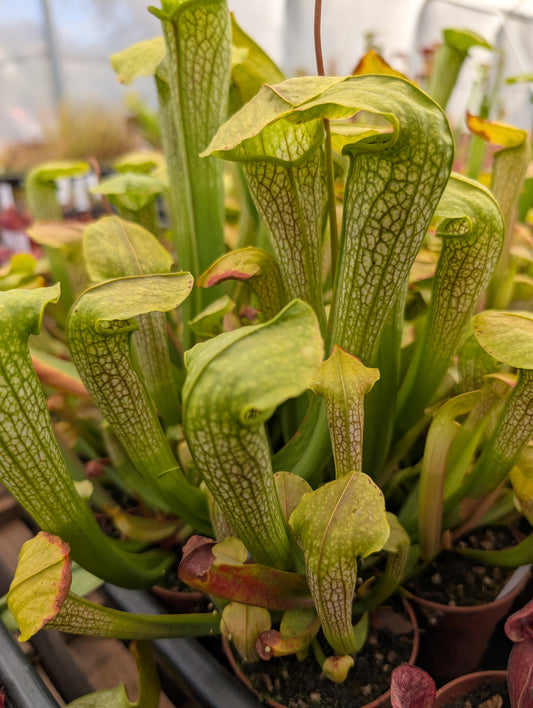 Sarracenia Hummer's hummerhead