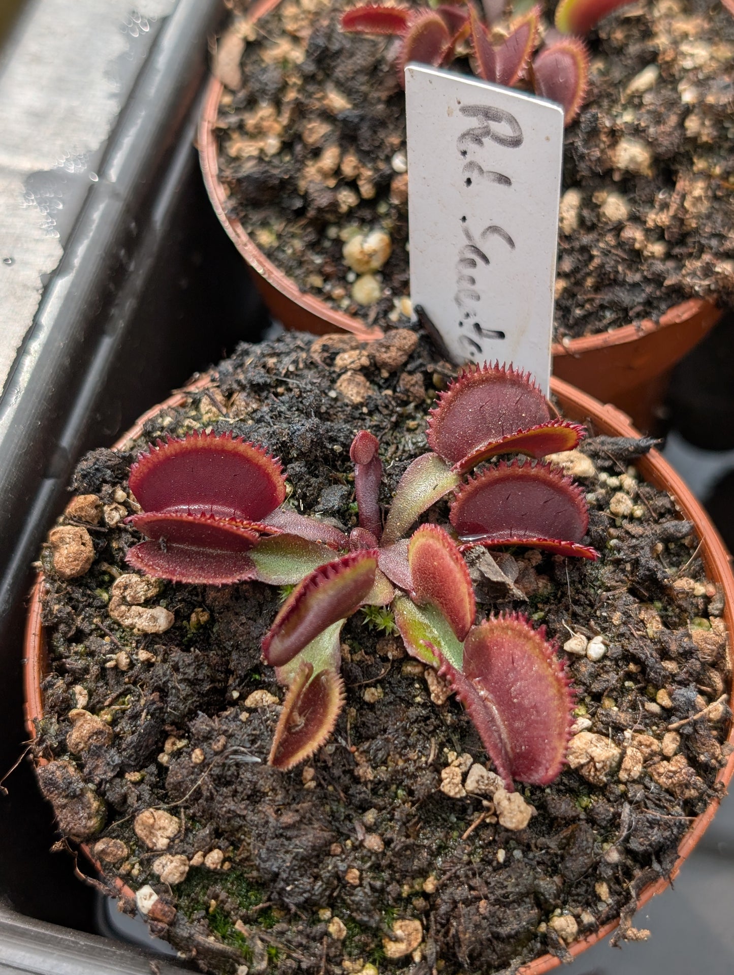 Dionaea muscipula "Red sawtooth"