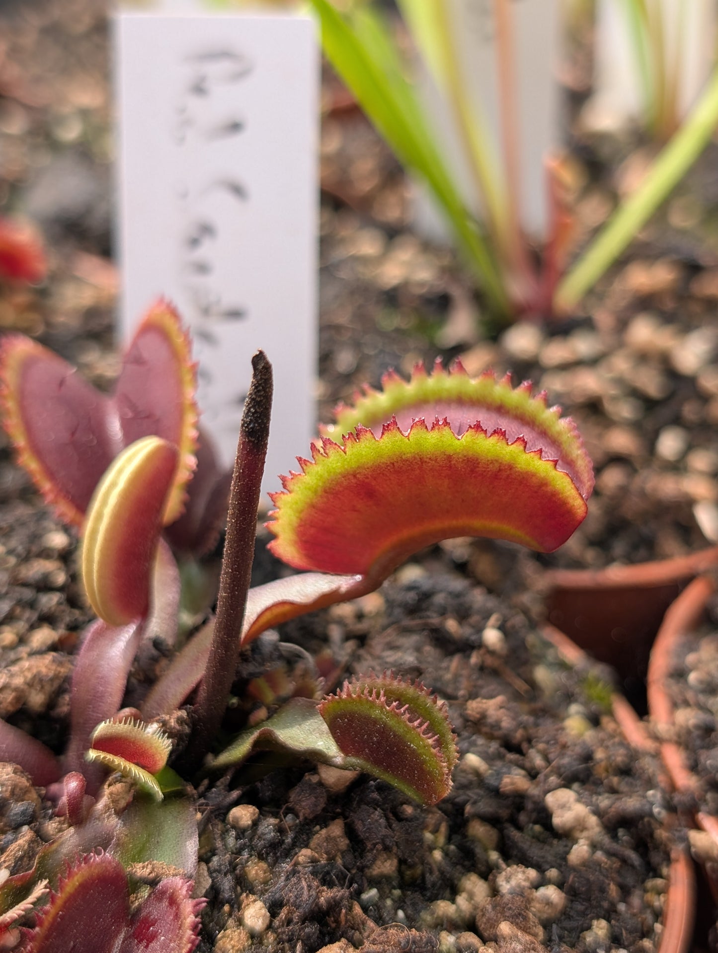 Dionaea muscipula "Red sawtooth"