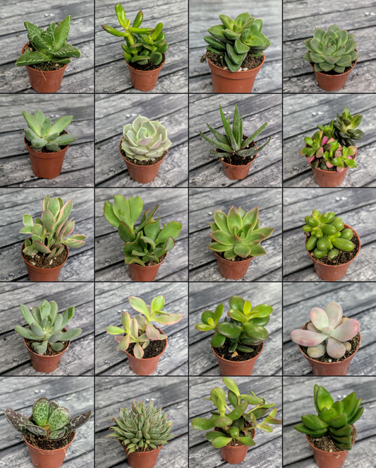 Suculentas mix 5,5 (Se pueden escoger)
