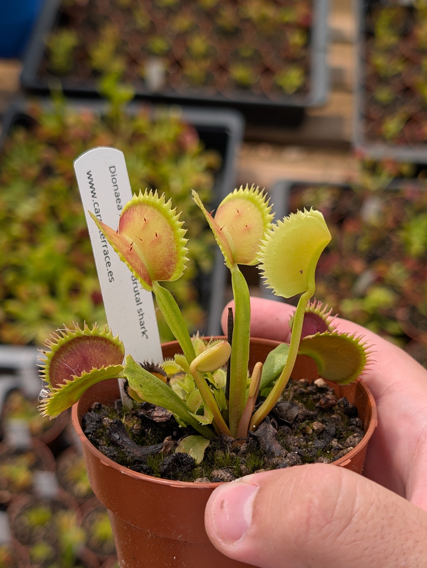 Dionaea muscipula "UK Sawtooth II"