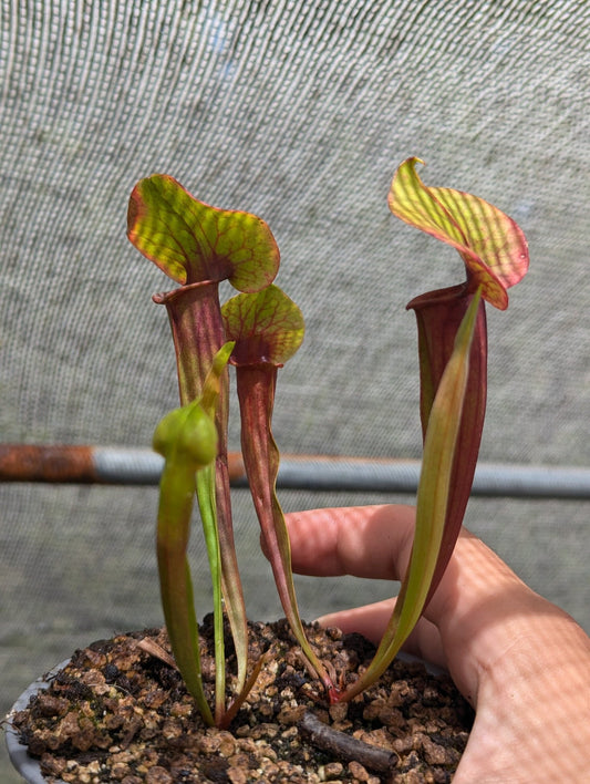 Planta carnívora - Sarracenia Catesbaei - Carniterrace - Comprar en tienda online