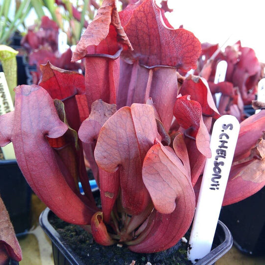Planta carnívora - Sarracenia Chelsonii - Carniterrace - Comprar en tienda online