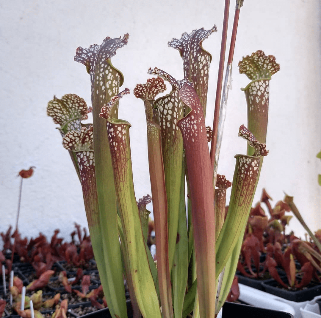 Planta carnívora - Sarracenia Farnhamii hybride - Carniterrace - Comprar en tienda online