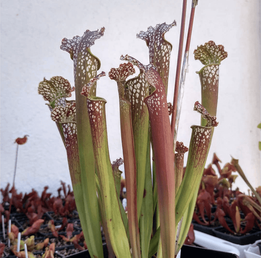 Planta carnívora - Sarracenia Farnhamii hybride - Carniterrace - Comprar en tienda online
