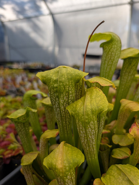 Planta carnívora - Sarracenia Hummer's hummerhead - Carniterrace - Comprar en tienda online