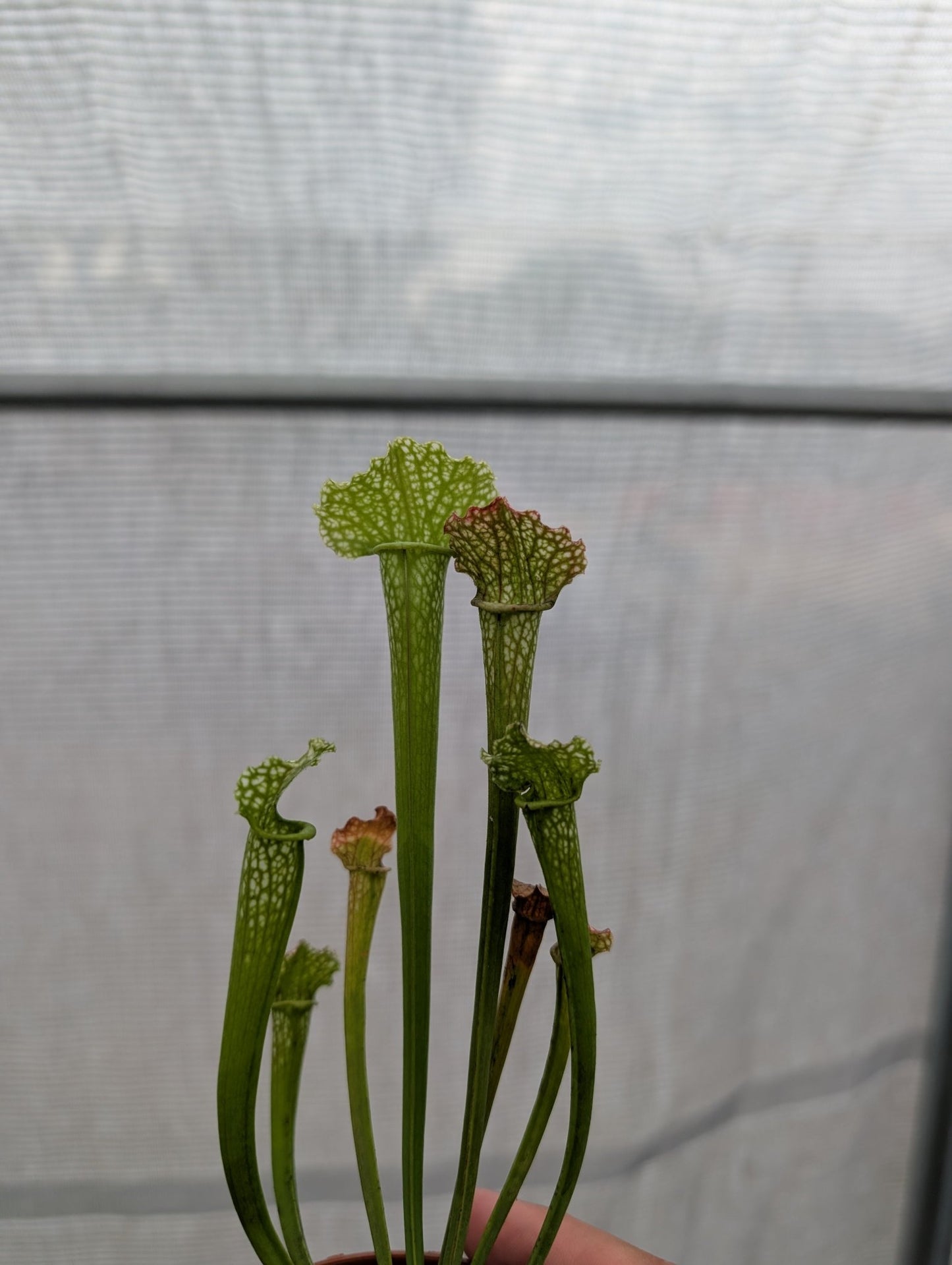 Planta carnívora - Sarracenia Nazarí - Carniterrace - Comprar en tienda online