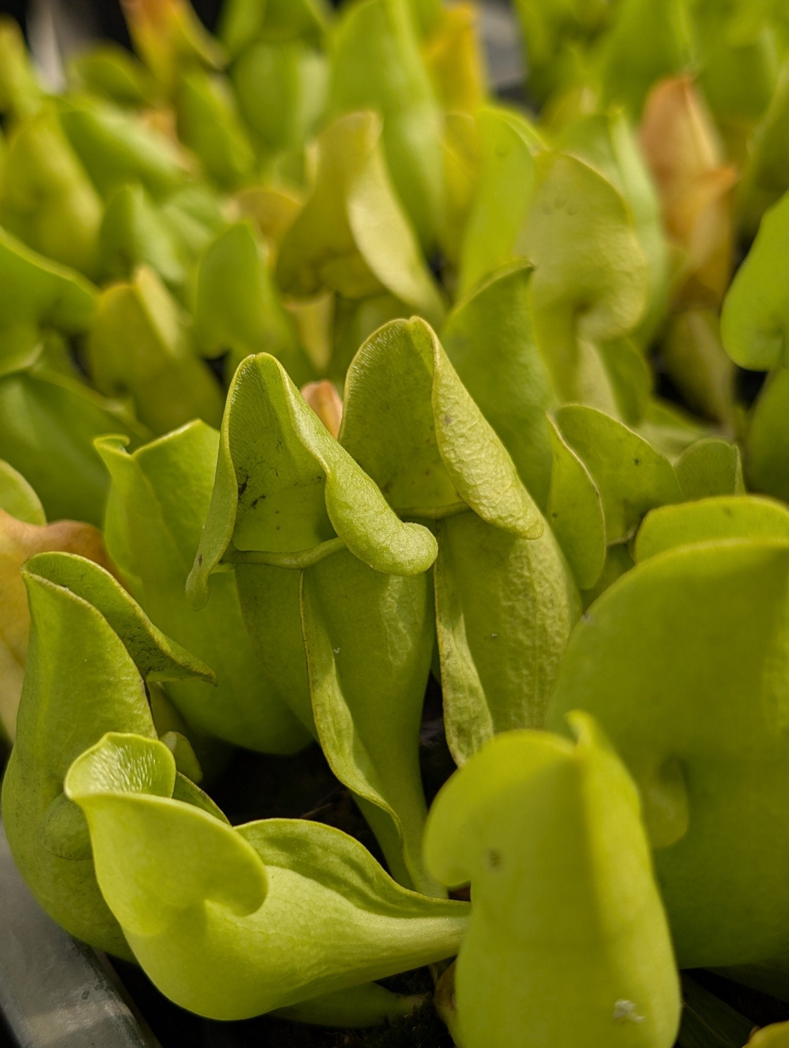 Planta carnívora - Sarracenia Purpurea var. Heterophylla - Carniterrace - Comprar en tienda online