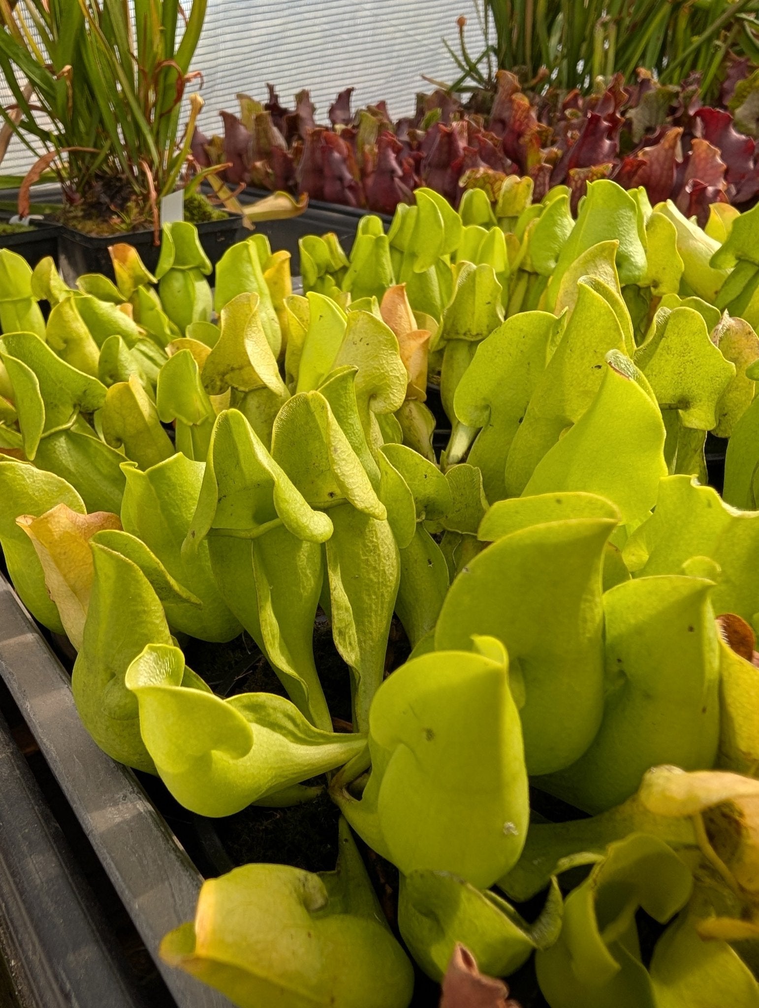 Planta carnívora - Sarracenia Purpurea var. Heterophylla - Carniterrace - Comprar en tienda online