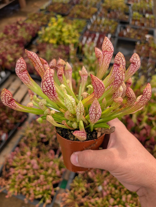 Planta carnívora - Sarracenia Scarlet belle - Carniterrace - Comprar en tienda online
