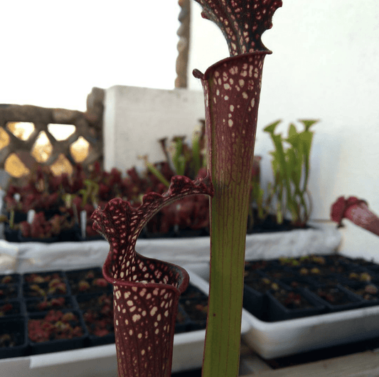 Planta carnívora - Sarracenia Stevensii - Carniterrace - Comprar en tienda online