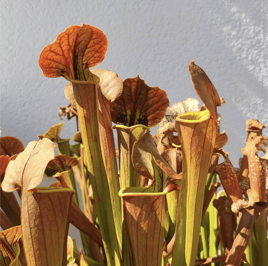 Planta carnívora - Sarracenia Tygo - Carniterrace - Comprar en tienda online