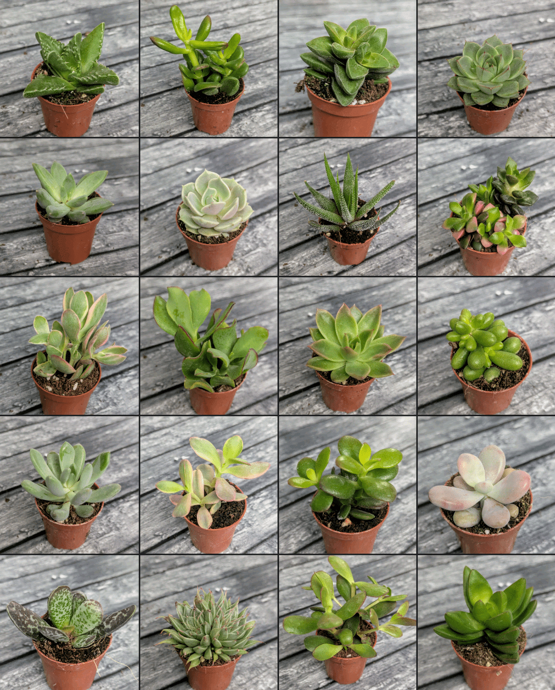 Planta carnívora - Suculentas mix 5,5 (Se pueden escoger) - Carniterrace - Comprar en tienda online