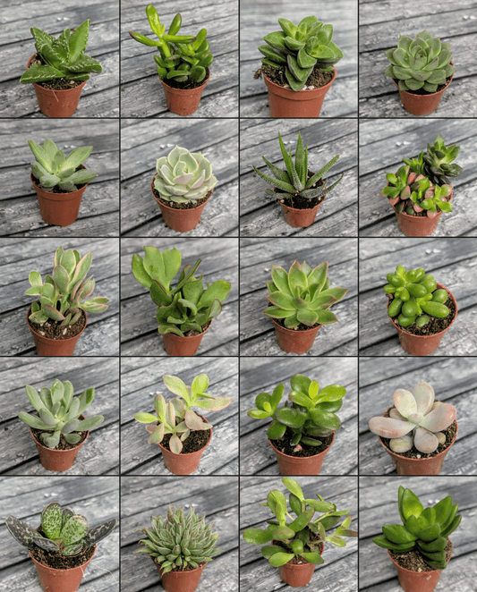 Planta carnívora - Suculentas mix 5,5 (Se pueden escoger) - Carniterrace - Comprar en tienda online