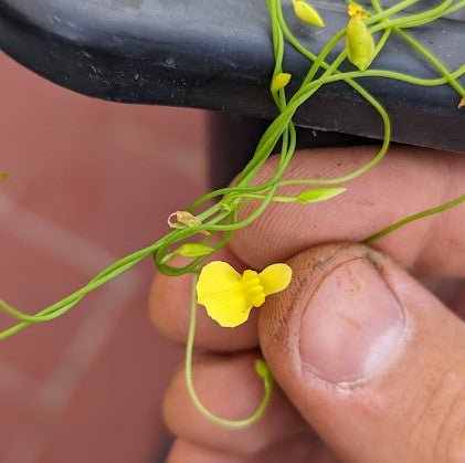 Planta carnívora - Utricularia prehensilis - Carniterrace - Comprar en tienda online